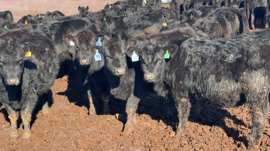 Bangs vaccinated- 650 lbs., SHIP DEC 15th, GREAT BREEDING STOCK!-BS1201A5